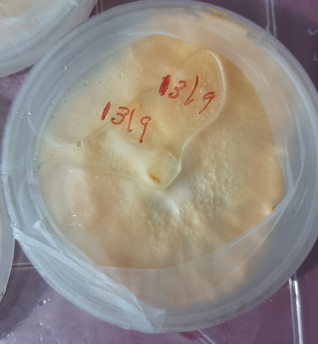 Cordyceps Militaris Pure Culture