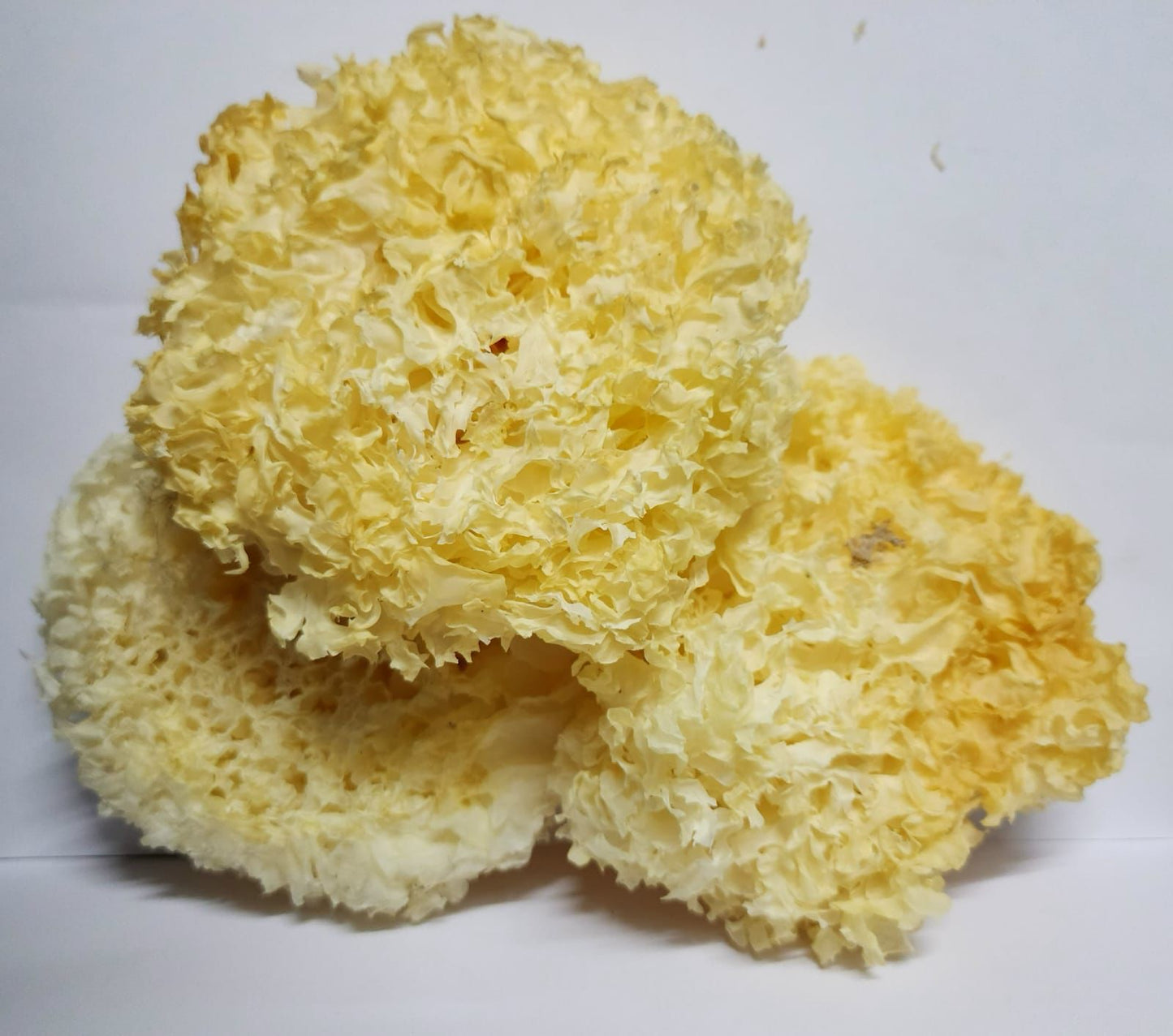 Dried Snow Mushrooms MOQ 5 Kg