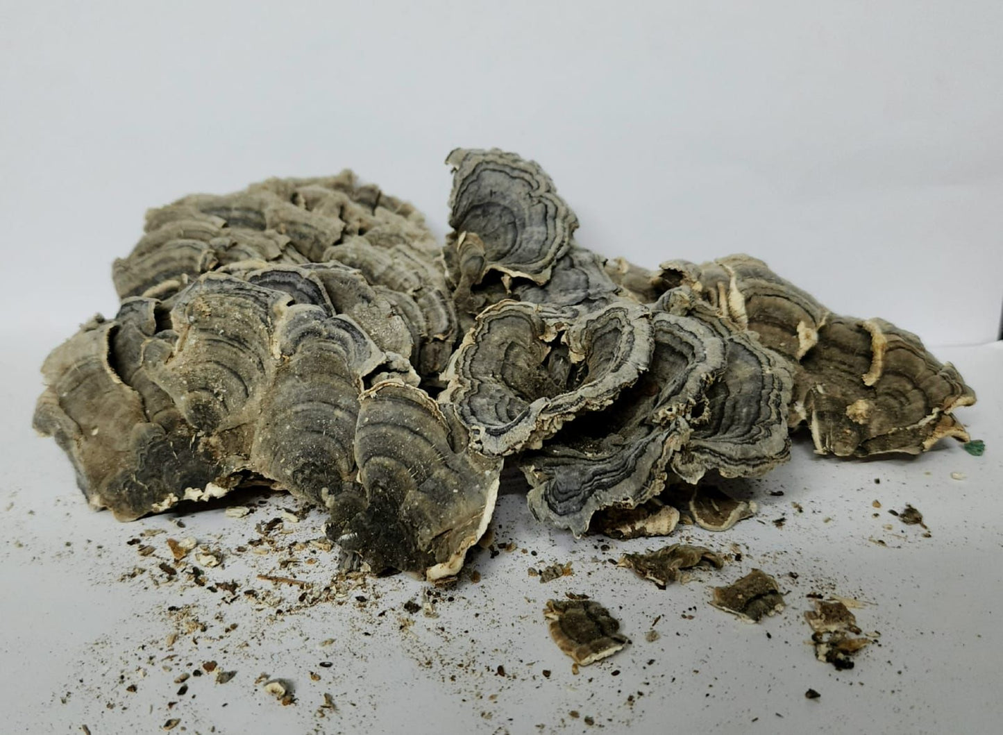 Dried Turkey Tail Mushroom