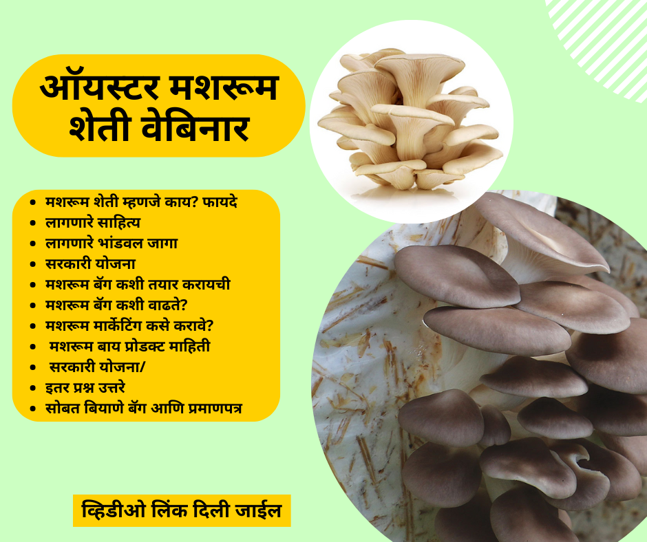 घरच्या घरी ऑयस्टर मश्रूम पिकवण्याचे संपूर्ण मार्गदर्शन!  Oyster Mushroom Webinar Marathi [Recorded]