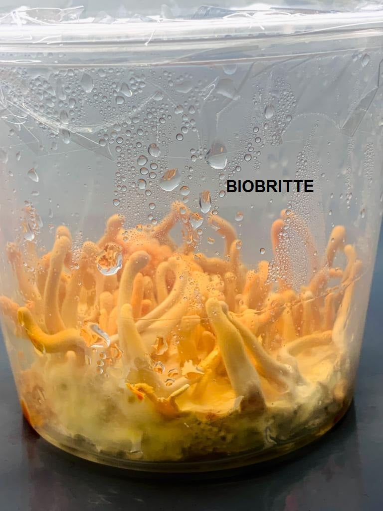 Cordyceps Militaris Mushroom Practical Training (2 Days Location: Bangalore)