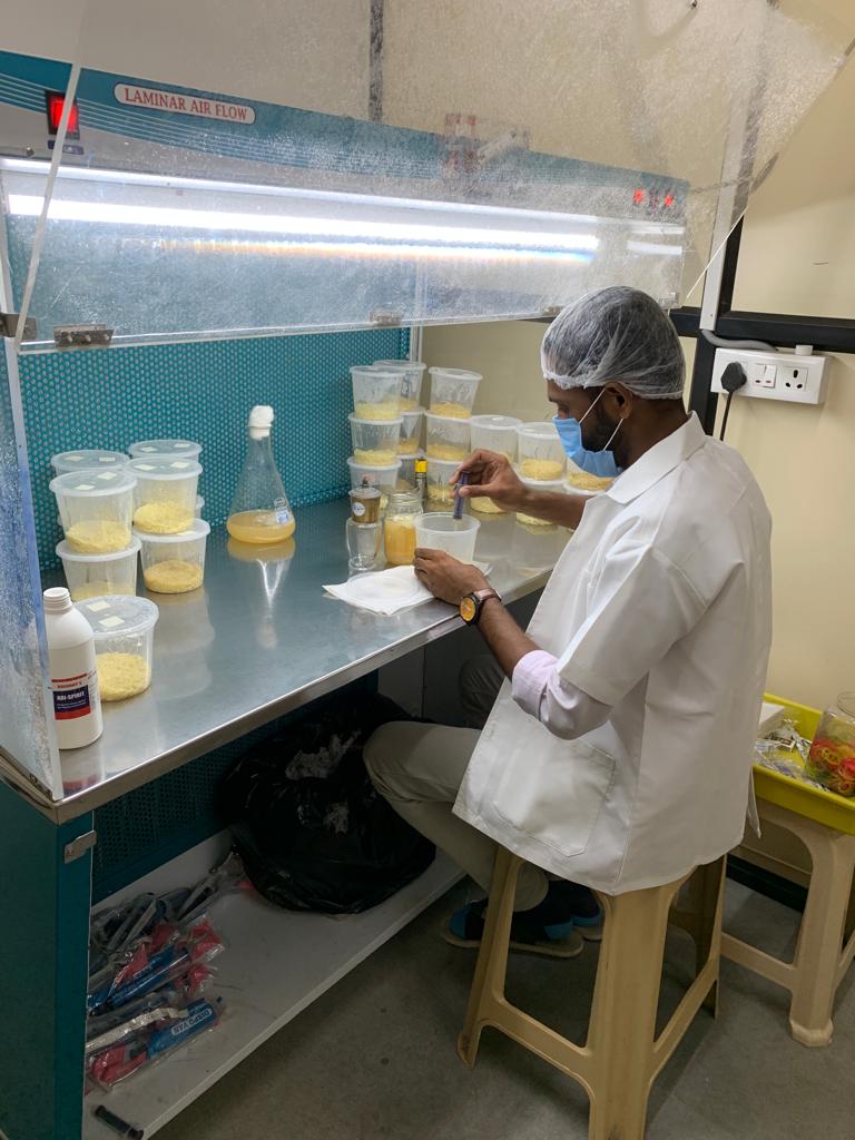 Cordyceps Militaris Mushroom Practical Training (2 Days Location: Bangalore)