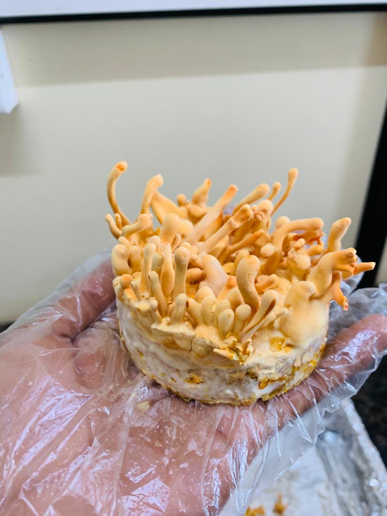 Cordyceps Militaris Mushroom Practical Training (2 Days Location: Bangalore)