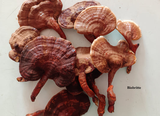 Dried Ganoderma Mushrooms